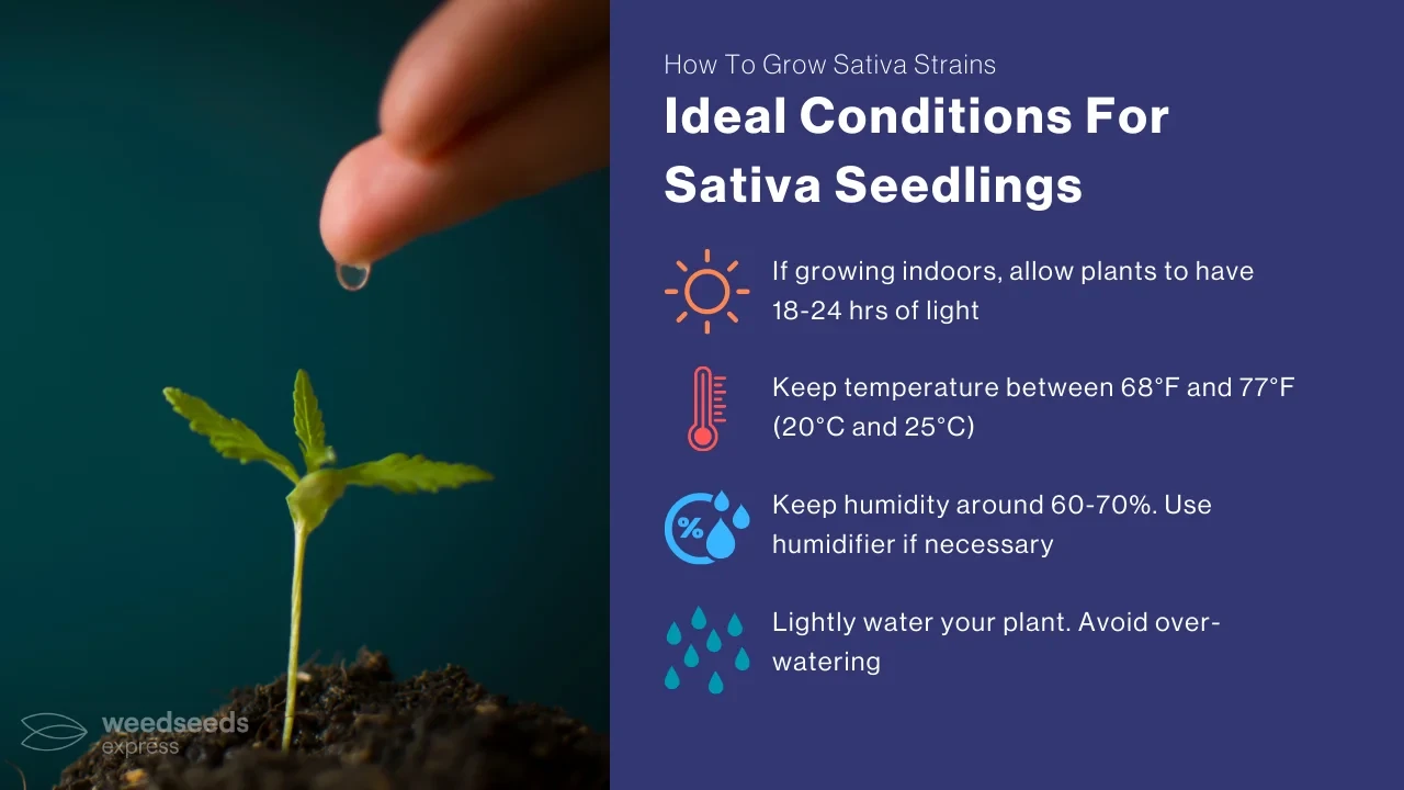 Ideal Conditions For Sativa Seedlings